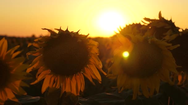 Zonnebloem bloemen in een veld in de stralen van een prachtige zonsopgang. close-up. landbouwbedrijfsconcept. biologische zonnebloem. — Stockvideo