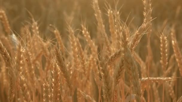 Campo de trigo amadurecendo contra o céu azul. Espiguetas de trigo com grão agita o vento. colheita de grãos amadurece no verão. conceito de negócio agrícola. trigo amigo do ambiente — Vídeo de Stock