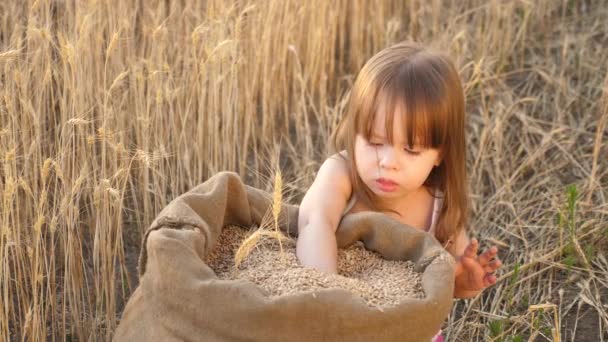 Kleine jongen speelt graan in een zak in een tarwe veld. kind met tarwe in de hand. baby houdt het graan op de Palm. landbouw concept. De kleine zoon, de boerendochter, speelt in het veld. — Stockvideo