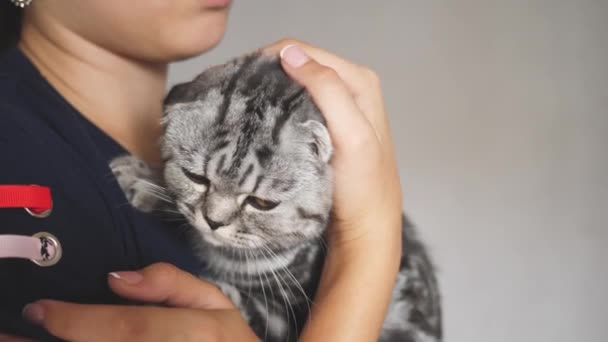 De eigenaar heeft een Britse Schotse vouwkat. Gelukkige kat ligt in de handen van een meisje. Prachtige tabby kat. Huisdier en vrouw. Close-up — Stockvideo