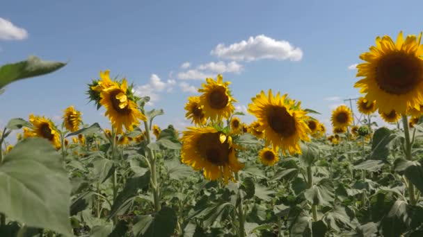 Um campo de flores de girassol amarelo contra um fundo de nuvens. Um girassol oscila ao vento. Belos campos com girassóis no verão. Cultivo de culturas que amadurecem no campo . — Vídeo de Stock