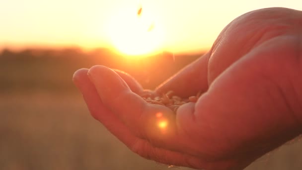Σιτάρι στα χέρια ενός αγρότη στις όμορφες ακτίνες του ηλιοβασιλέματος. Κοντινό πλάνο. επιχειρηματίας αξιολογεί την ποιότητα των σιτηρών. έννοια της γεωργίας. Οργανικό σιτάρι. σπόροι συγκομιδής. — Αρχείο Βίντεο