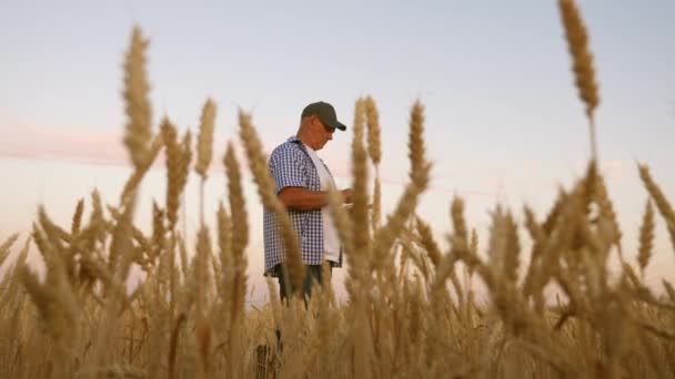 Biznesmen robi zdjęcia prosa na tablecie i wysyła je na stronę producenta. Rolnik lub rolnik pracuje na polu, sprawdzając jakość ziarna pszenicy. Zbieranie zbóż — Wideo stockowe