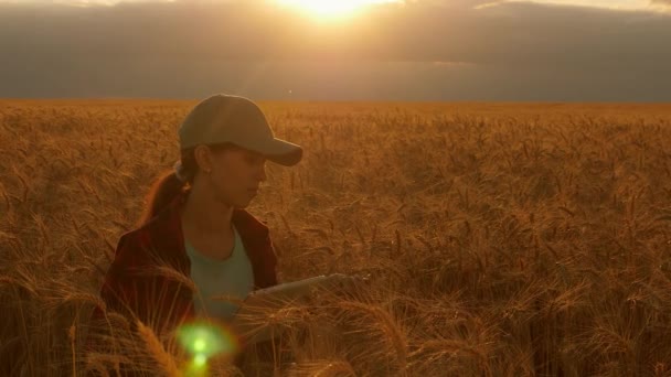 ビジネスウーマンは小麦畑で利益を計画してる農業の概念ですタブレットを持つ女性農学者は、分野で小麦作物を研究しています。夕日の光の中で麦畑でタブレットを使って働く農家の女性. — ストック動画