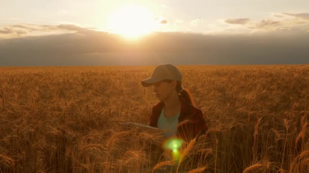 Empresaria con una tableta estudia la cosecha de trigo en el campo. La campesina trabaja con una tableta en un campo de trigo, planea una cosecha de grano. mujer de negocios en el campo de la planificación de sus ingresos. concepto de agricultura . — Vídeo de stock