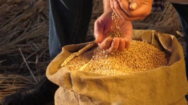 Çiftçi elleri kulaklı bir torbaya buğday taneleri döker. Mısır gevreği topluyorum. Bir tarım uzmanı tahılın kalitesine bakar. İşadamı buğdayın kalitesini kontrol eder. tarım kavramı. yakın plan.