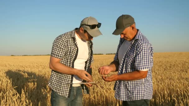 Hombre de negocios y agricultor con tableta trabajando en equipo en el campo. agrónomo y agricultor están sosteniendo grano de trigo en sus manos. Cosechando cereales. Un hombre de negocios comprueba la calidad del grano . — Vídeo de stock