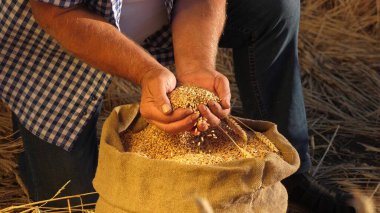 Çiftçi elleri kulaklı bir torbaya buğday taneleri döker. Mısır gevreği topluyorum. Bir tarım uzmanı tahılın kalitesine bakar. İşadamı buğdayın kalitesini kontrol eder. tarım kavramı. yakın plan.