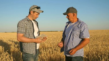 Tabletli bir işadamı ve çiftçi tarlada takım olarak çalışıyor. Tarımcı ve çiftçi ellerinde buğday tanesi tutuyorlar. Mısır gevreği topluyorum. Bir iş adamı tahılın kalitesini kontrol eder..