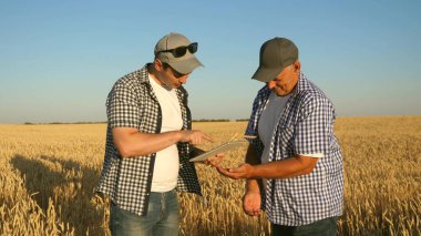 Tabletli bir işadamı ve çiftçi tarlada takım olarak çalışıyor. Tarımcı ve çiftçi ellerinde buğday tanesi tutuyorlar. Mısır gevreği topluyorum. Bir iş adamı tahılın kalitesini kontrol eder..