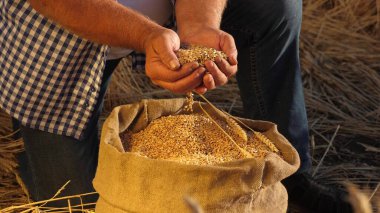 Çiftçi elleri kulaklı bir torbaya buğday taneleri döker. Mısır gevreği topluyorum. Bir tarım uzmanı tahılın kalitesine bakar. İşadamı buğdayın kalitesini kontrol eder. tarım kavramı. yakın plan.