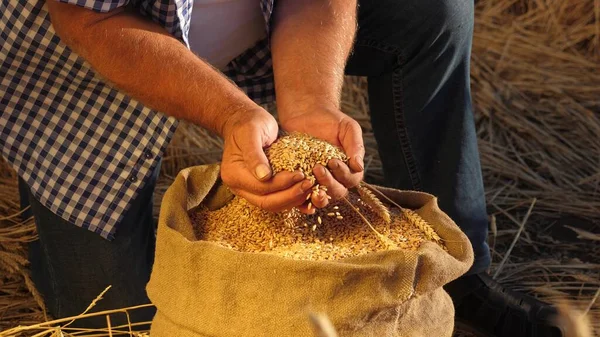 Farmers hands pour wheat grains in a bag with ears. Harvesting cereals. An agronomist looks at the quality of grain. Business man checks the quality of wheat. agriculture concept. close-up.