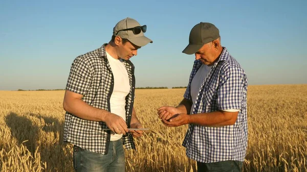 Tabletli bir işadamı ve çiftçi tarlada takım olarak çalışıyor. Tarımcı ve çiftçi ellerinde buğday tanesi tutuyorlar. Mısır gevreği topluyorum. Bir iş adamı tahılın kalitesini kontrol eder.. — Stok fotoğraf