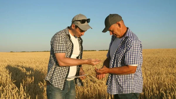 Hombre de negocios y agricultor con tableta trabajando en equipo en el campo. agrónomo y agricultor están sosteniendo grano de trigo en sus manos. Cosechando cereales. Un hombre de negocios comprueba la calidad del grano . — Foto de Stock