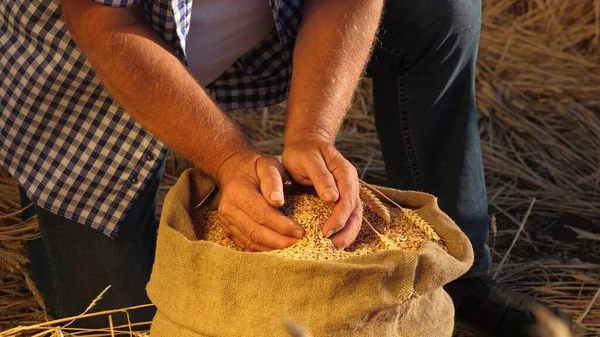 Las manos de los agricultores vierten granos de trigo en una bolsa con espigas. Cosechando cereales. Un agrónomo observa la calidad del grano. Hombre de negocios comprueba la calidad del trigo. concepto de agricultura. primer plano. — Foto de Stock