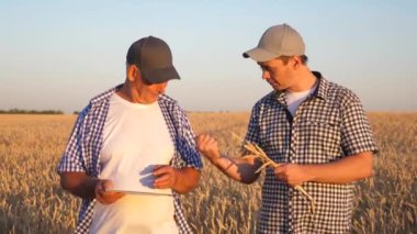 Tabletli iş adamı ve çiftçi, tarlada takım çalışması. Tarımcı ve çiftçi ellerinde bir buğday tanesi tutuyorlar. Mısır gevreği topluyorum. Bir iş adamı tahılın kalitesini kontrol eder..