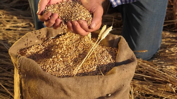 Farmers hands pour wheat grains in a bag with ears. Harvesting cereals. An agronomist looks at the quality of grain. Business man checks the quality of wheat. agriculture concept. close-up.