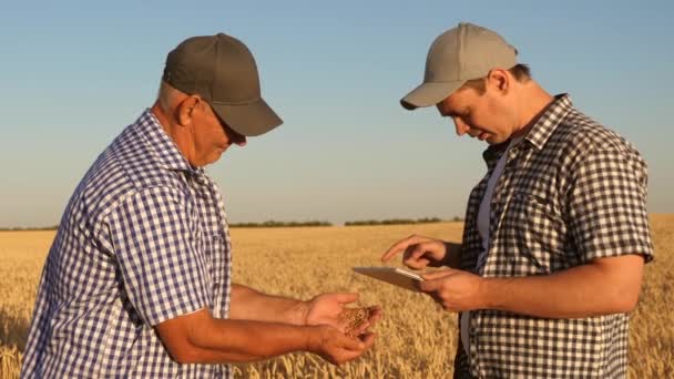 Αγρότης και επιχειρηματίας με tablet που εργάζονται ως ομάδα στον τομέα. αγρονόμος και αγρότης κρατούν έναν κόκκο σιταριού στα χέρια τους. Συγκομιδή δημητριακών. Ένας επιχειρηματίας ελέγχει την ποιότητα των σιτηρών. — Αρχείο Βίντεο