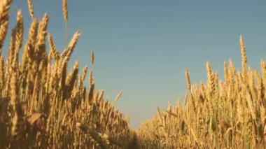 Mavi gökyüzüne karşı olgunlaşan buğday tarlası. Tahıllı buğday başakları rüzgarı sallar. tahıl hasadı yazın olgunlaşır. Tarım sektörü konsepti. Çevre dostu buğday