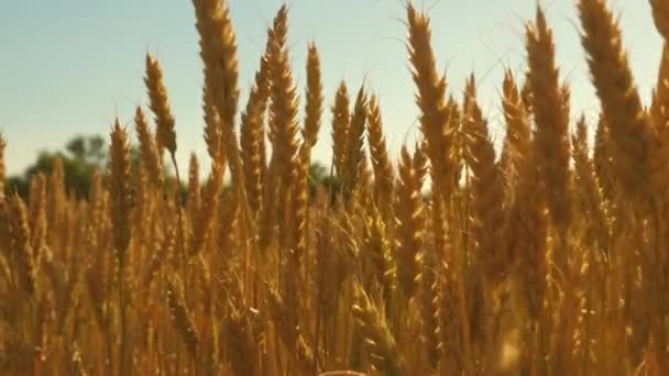 Feld reifenden Weizens gegen den blauen Himmel. Stacheln aus Weizen mit Getreide schütteln den Wind. Im Sommer reift die Getreideernte. landwirtschaftliches Geschäftskonzept. umweltfreundlicher Weizen — Stockvideo