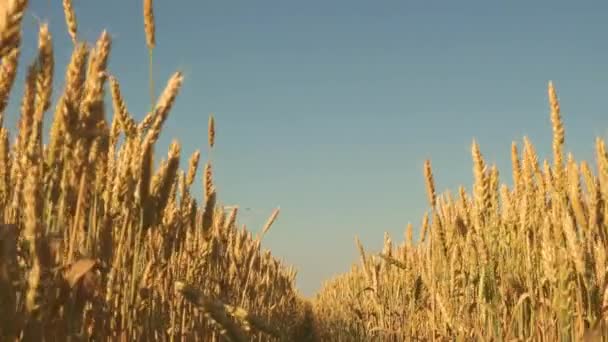 Field of ripening wheat against the blue sky. Spikelets of wheat with grain shakes the wind. grain harvest ripens in summer. agricultural business concept. environmentally friendly wheat — Stock Video