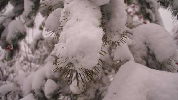 Ramo de pinho coberto de neve em um parque de Natal no inverno. Neve cai sobre os ramos de abetos. Bela paisagem de inverno na floresta . — Vídeo de Stock