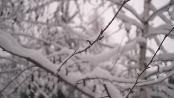 Winter kerstpark. Sneeuw valt op bladloze takken in slow motion. prachtig winterlandschap. sneeuw ligt op boomtakken. close-up — Stockvideo