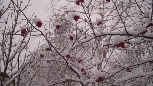 Viburnum árbol de invierno con bayas rojas cubiertas de nieve. Parque de Navidad de invierno. nieve en ramas de árboles sin hojas. hermoso paisaje de invierno. nieve yace en ramas de árboles . — Vídeo de stock