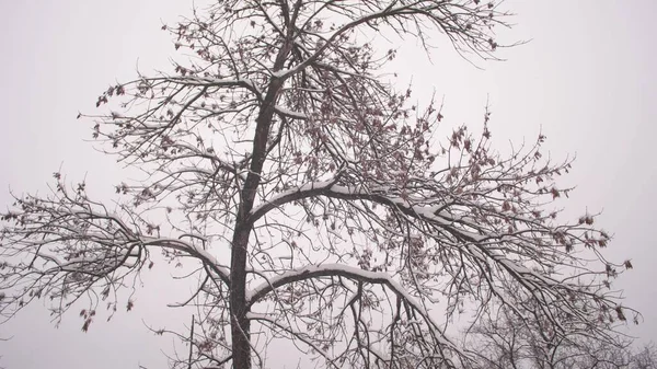 Parque de Navidad de invierno. La nieve cae sobre ramas de árboles sin hojas en cámara lenta. hermoso paisaje de invierno. nieve yace en ramas de árboles . — Foto de Stock