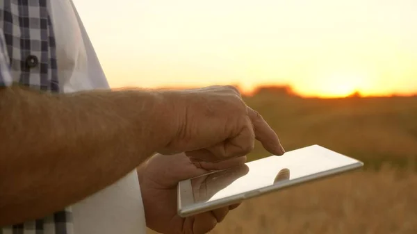 Tabletli bir çiftçinin elleri. Yakın plan. Tabletli bir işadamı tahıl hasadını değerlendiriyor. Tabletli çiftçi buğday tarlasında çalışıyor. Mısır gevreği topluyorum. İşadamı tahıl kalitesini kontrol ediyor. — Stok fotoğraf