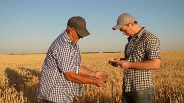 İş adamları bir tabletle darı resimlerini çekip üreticinin web sitesine gönderiyorlar. Tarlada çalışan bir tarımcı ve bir çiftçi buğday tanelerini kalite için kontrol ediyor. Tahıl topluyorum.