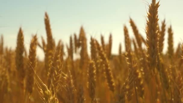 Feld reifenden Weizens gegen den blauen Himmel. Stacheln aus Weizen mit Getreide schütteln den Wind. Im Sommer reift die Getreideernte. landwirtschaftliches Geschäftskonzept. umweltfreundlicher Weizen — Stockvideo