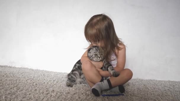 Küçük mutlu kız İskoç bir kediyi kucaklıyor ve öpüyor. Bebek ve gri tekir kedi birlikte oynuyorlar. Çocuk ve evcil hayvanlar. Çocuk en sevdiği hayvanın sahibi. — Stok video