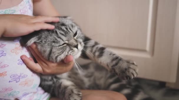 Малыш обнимает и гладит свою руку счастливого шотланского складного кота. Девушка и серая полосатая кошка играют вместе. Ребёнок и домашние животные. Парень владелец любимого питомца. — стоковое видео