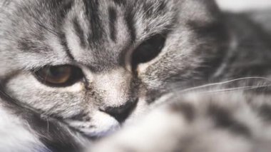 Çizgili gri kedi dinleniyor. Mutlu hayvan. Evcil hayvanlar. Güzel kedi. Yakın plan.