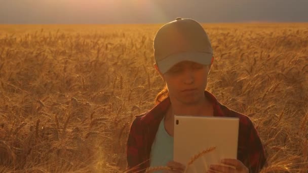 Vrouw agronomist met een tablet bestudeert tarwe gewas in het veld. Boerenvrouw die met een tablet werkt in een tarweveld, bij zonsondergang. Zakenvrouw plant winst in een tarweveld. landbouwconcept. — Stockvideo