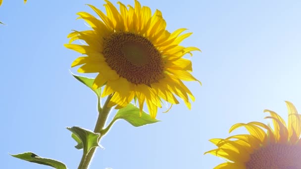 Gyönyörű mezők napraforgós a nyár sugarai a fényes napsütésben. Szántóföldi növények érlelő termése. sárga napraforgó virágok területén a felhők háttérben. napraforgó leng a szél. — Stock videók