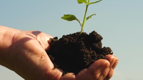 Farmer hands hold a green seedling in their palms against the sky. sweet pepper sapling close-up. environmentally friendly sprout. ecologically clean planet. young sprout in hands of the gardeners — Stock Video