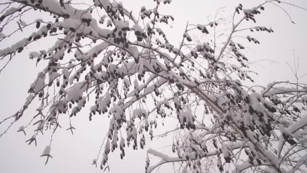 Winter birch with catkins in the snow. winter christmas park. Snow falls on leafless tree branches in slow motion. beautiful winter landscape. snow lies on tree branches. — Stock Video