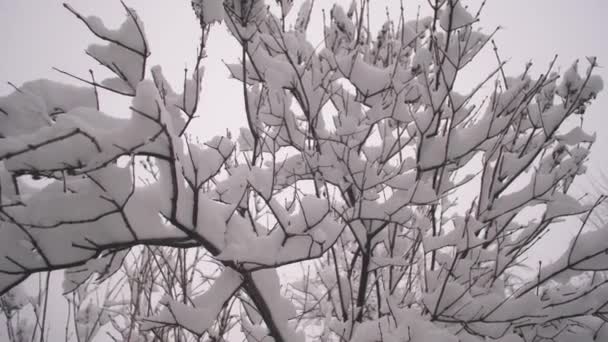 Снег лежит на ветвях деревьев. Крупный план. зимний парк Рождества. Снег падает на ветки деревьев без листьев в замедленной съемке. красивый зимний пейзаж . — стоковое видео