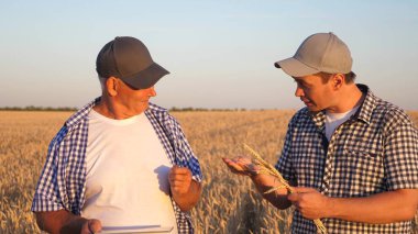 Tabletli iş adamı ve çiftçi, tarlada takım çalışması. Tarımcı ve çiftçi ellerinde bir buğday tanesi tutuyorlar. Mısır gevreği topluyorum. Bir iş adamı tahılın kalitesini kontrol eder..
