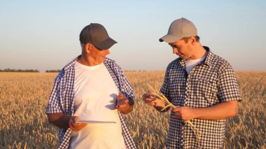 Tabletli iş adamı ve çiftçi, tarlada takım çalışması. Tarımcı ve çiftçi ellerinde bir buğday tanesi tutuyorlar. Mısır gevreği topluyorum. Bir iş adamı tahılın kalitesini kontrol eder..