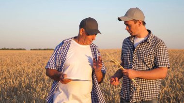 Tabletli iş adamı ve çiftçi, tarlada takım çalışması. Tarımcı ve çiftçi ellerinde bir buğday tanesi tutuyorlar. Mısır gevreği topluyorum. Bir iş adamı tahılın kalitesini kontrol eder..