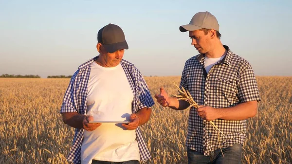 Hombre de negocios y agricultor con tableta, trabajo en equipo en el campo. agrónomo y agricultor están sosteniendo un grano de trigo en sus manos. Cosechando cereales. Un hombre de negocios comprueba la calidad del grano . — Foto de Stock