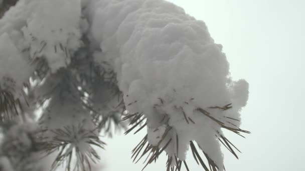 Rama de pino cubierta de nieve en un parque de Navidad en invierno. La nieve cae sobre las ramas de los abetos. Hermoso paisaje de invierno en el bosque . — Vídeo de stock