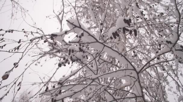 Abedul de invierno con amentos en la nieve. Parque de Navidad de invierno. La nieve cae sobre ramas de árboles sin hojas en cámara lenta. hermoso paisaje de invierno. nieve yace en ramas de árboles . — Vídeo de stock