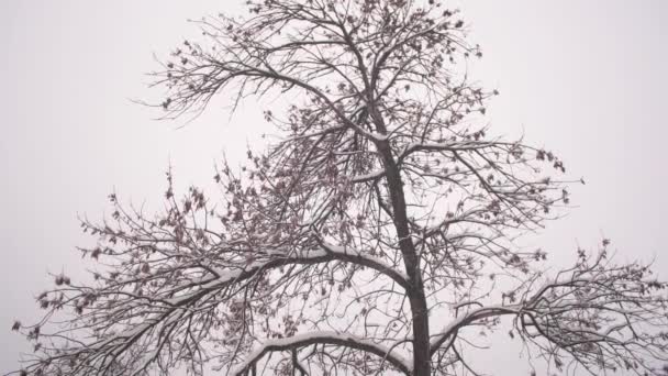 Zimowy park bożonarodzeniowy. Śnieg pada na bezlistne gałęzie drzew w zwolnionym tempie. piękny zimowy krajobraz. śnieg leży na gałęziach drzew. — Wideo stockowe