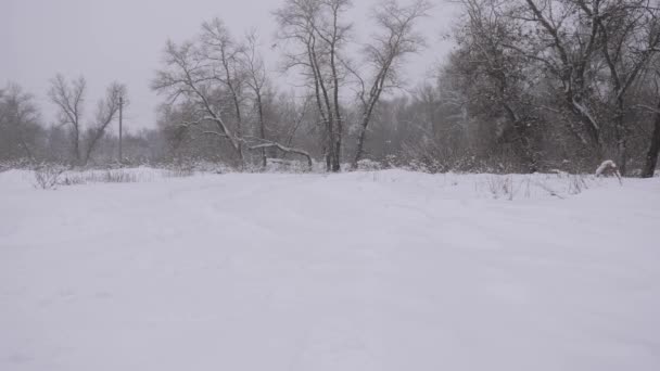 Queda de neve no parque de natal no inverno. neve está caindo na floresta. snowdrifts em uma estrada de campo . — Vídeo de Stock