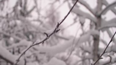 Kış Noel Parkı. Kar, yapraksız ağaç dallarına yavaş çekimde düşer. Güzel kış manzarası. Kar, ağaç dallarında yatar. yakın plan