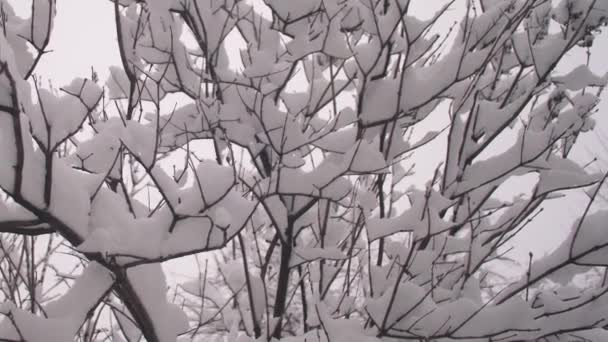 雪は木の枝にある閉鎖だ冬のクリスマスパーク雪はゆっくりとした動きで葉のない木の枝に落ちます。美しい冬の風景. — ストック動画